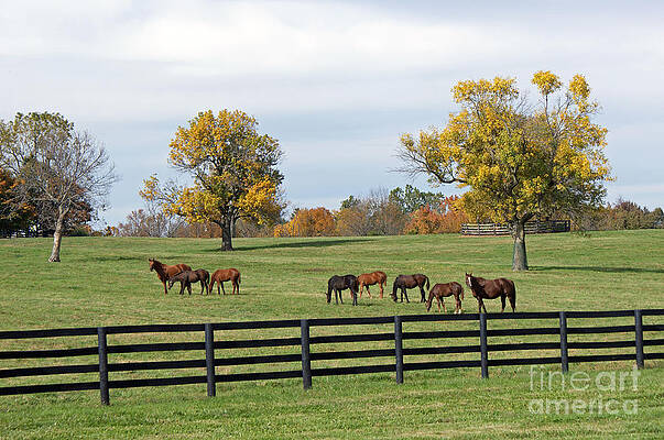 Bluegrass Autumn by Roger Potts Bluegrass Autumn by Roger Potts