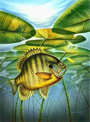 Bluegill Illustration Fishing Pullover design | Art Print