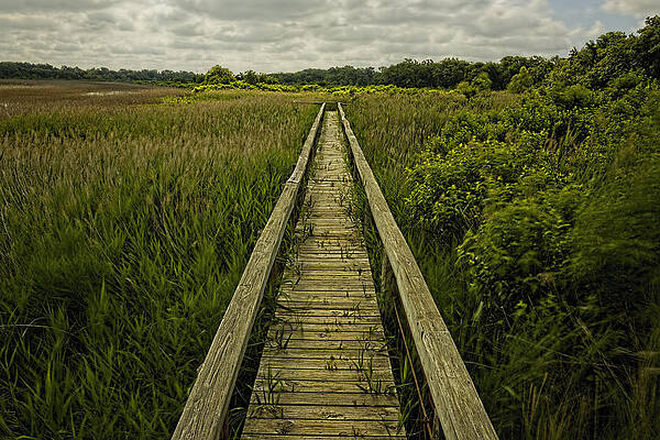 Wall Art - Photograph - Boardwalk Into Nature by Jonathan Davison