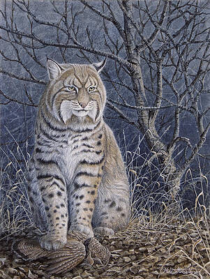 Bobcat by Mike Stinnett Bobcat by Mike Stinnett