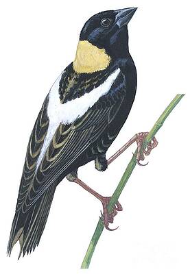 Wall Art - Drawing - Bobolink by Anonymous