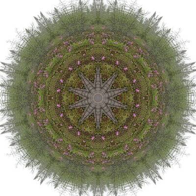 Bog and Rhodora by Trina Stephenson Bog and Rhodora by Trina Stephenson
