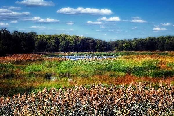 Bombay Hook Tidal Marsh by Michael Toy