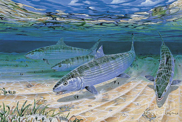 Snook Paintings for Sale - Fine Art America