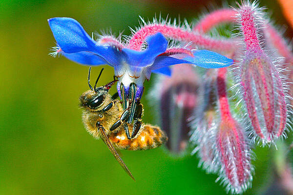 Borage For Courage by Catia Juliana Borage For Courage by Catia Juliana