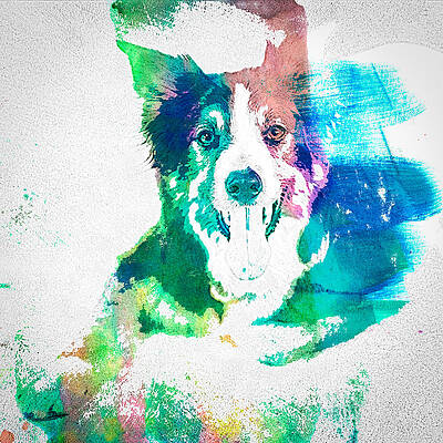 Wall Art - Photograph - Border Collie - WC by Joye Ardyn Durham