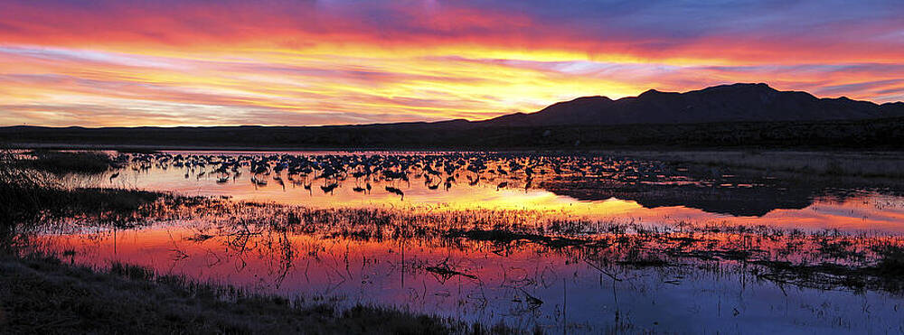 Wall Art - Photograph - Bosque Del Apache by Steven Ralser