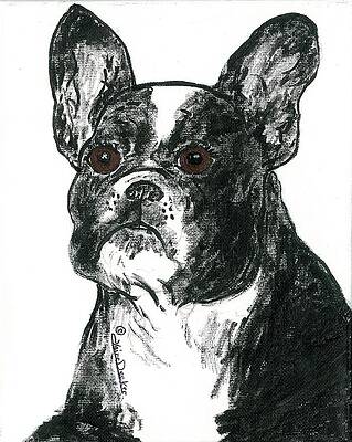 Boston Terrier Portrait by Claire Decker Boston Terrier Portrait by Claire Decker