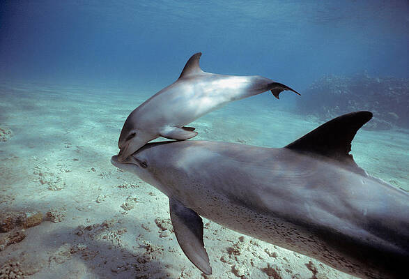 Wall Art - Photograph - Bottlenose Dolphin And Calf by Jeff Rotman