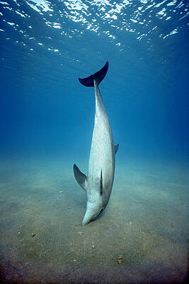 Wall Art - Photograph - Bottlenose Dolphin Feeding by Jeff Rotman