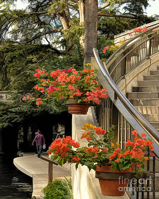 Bougainvilla on Riverwalk by Josephine Cohn Bougainvilla on Riverwalk by Josephine Cohn