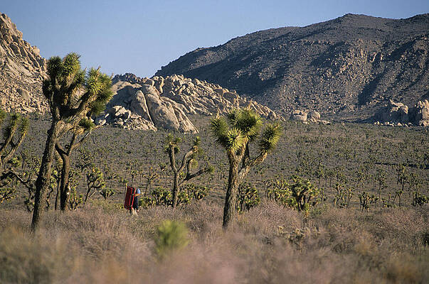 Wall Art - Photograph - Bouldering In Joshua Tree National by Rich Wheater