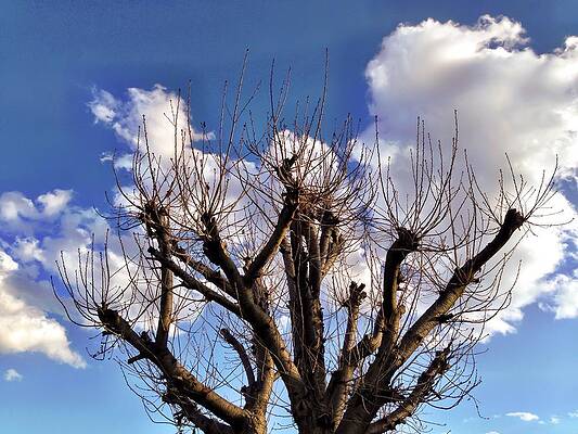 Wall Art - Photograph - Branching Out by Chris Montcalmo
