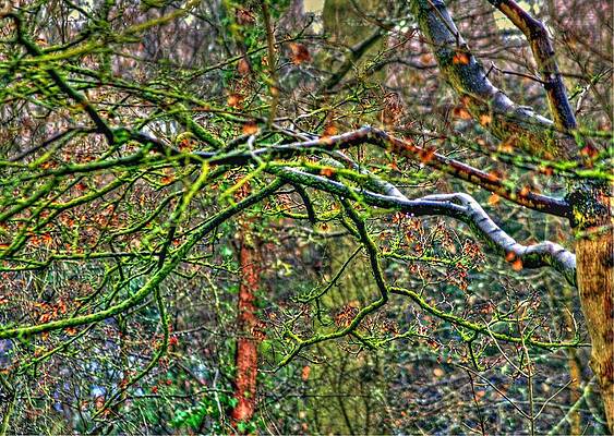 Branching out by DAVID VALENTYNE