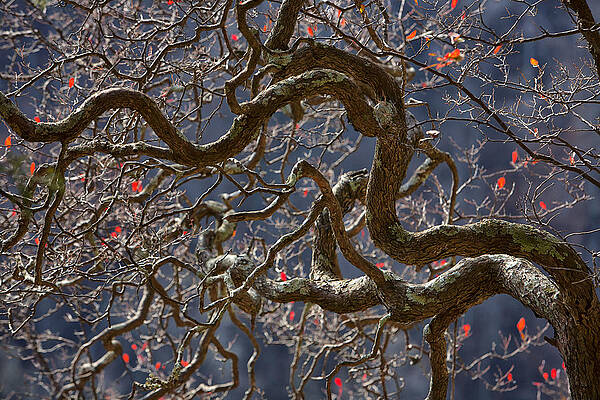 Branching Out by Steve White Branching Out by Steve White