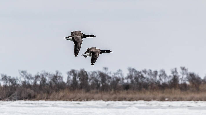 Wall Art - Photograph - Brant goose in flight by SAURAVphoto Online Store