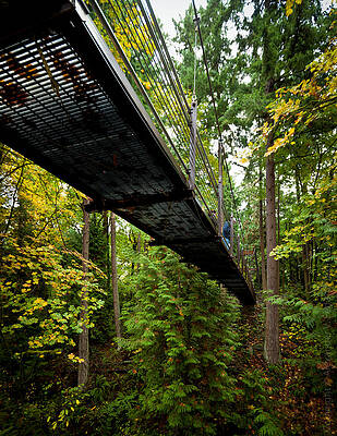 Wall Art - Photograph - Bridge in a Forest by Alexander Fedin