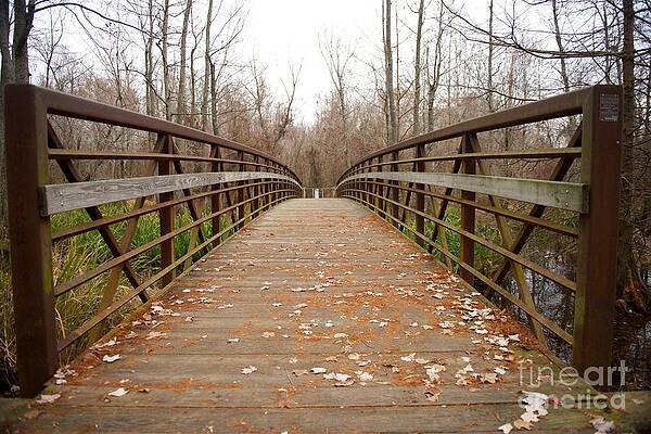 Bridge by Miguel Celis Bridge by Miguel Celis
