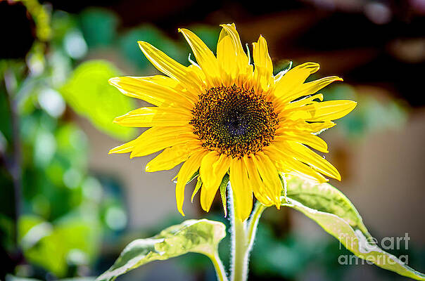 Bright and Sunny by Bob and Nancy Kendrick Bright and Sunny by Bob and Nancy Kendrick