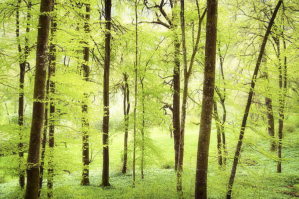 Wall Art - Photograph - Bright green forest in spring with beautiful soft light  by Matthias Hauser