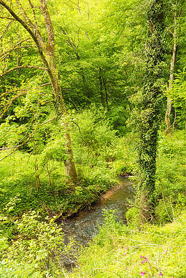 Wall Art - Photograph - Bright green trees and a stream in spring by Matthias Hauser