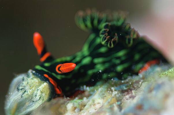 Wall Art - Photograph - Brightly Coloured Nudiranch by Science Photo Library