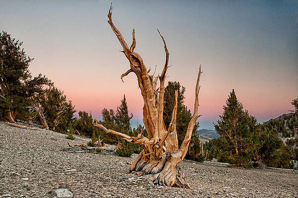 Wall Art - Photograph - Bristlecone at Sunset by Cat Connor