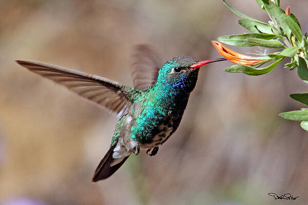 Broad-billed Hummingbird by David Salter Broad-billed Hummingbird by David Salter