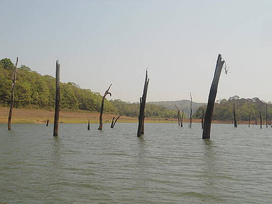 Broken Trees by Mohammed Fardeen