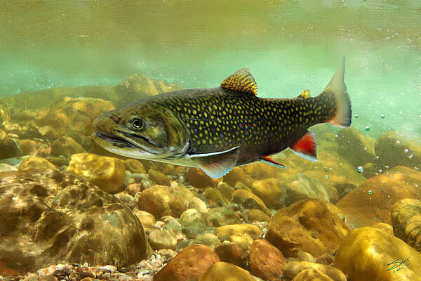 5+ Brook Trout Painting