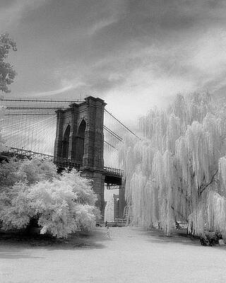 Brooklyn Bridge Willows by Dave Beckerman Brooklyn Bridge Willows by Dave Beckerman