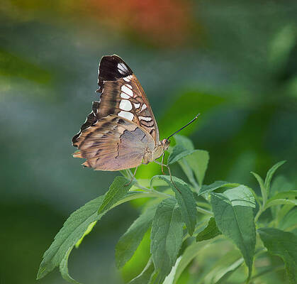 Wall Art - Photograph - Brown Butterfly by Kim Hojnacki