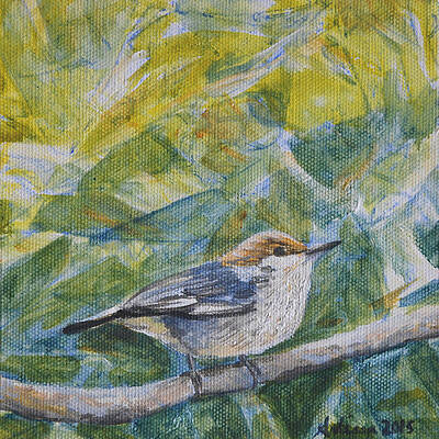 Brown-headed Nuthatch - Birds in the Wild by Arlissa Vaughn Brown-headed Nuthatch - Birds in the Wild by Arlissa Vaughn
