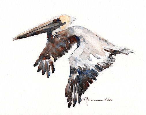 Brown Pelican by Claudia Hafner Brown Pelican by Claudia Hafner
