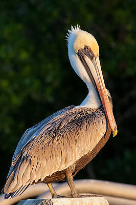 Florida Photograph - Brown Pelican In The Everglades by Natural Focal Point Photography