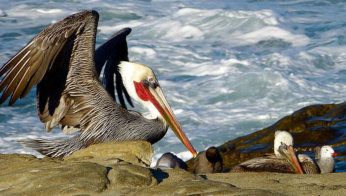 Brown Pelicans and Seagull by Amelia Racca Brown Pelicans and Seagull by Amelia Racca