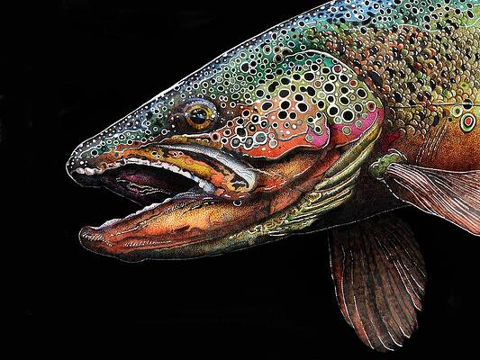 Wall Art - Drawing - Brown Trout Head Shot No. 1 by Brian Murphy