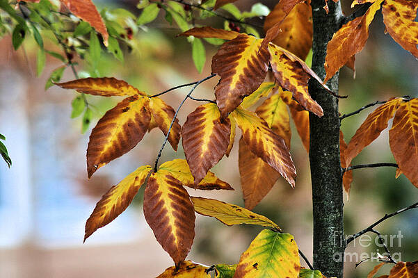 Brown Yellow Leaves by Stan Reckard Brown Yellow Leaves by Stan Reckard
