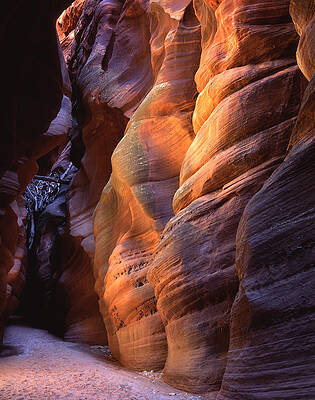 Wall Art - Photograph - Browsing Buckskin by Ray Mathis