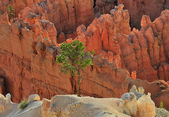 Wall Art - Photograph - Bryce Canyon Lone Tree by Ginger Wakem