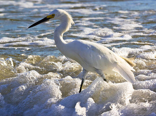 Wall Art - Photograph - Bubbles Around Snowy Egret by Ed Gleichman