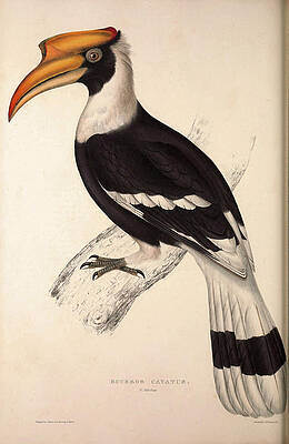 Learn How to Draw a Great Hornbill (Birds) Step by Step : Drawing Tutorials