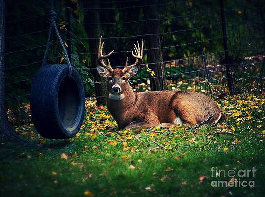 Buck in the Back Yard by Frank J Casella Buck in the Back Yard by Frank J Casella