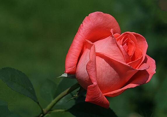 Budding Beauty by Monnie Ryan
