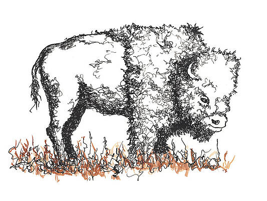 Buffalo by Peter Rashford Buffalo by Peter Rashford