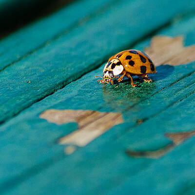 Wall Art - Photograph - Bug by SAURAVphoto Online Store