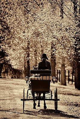 Buggy Ride by Joan Davis Buggy Ride by Joan Davis