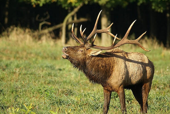 Wall Art - Photograph - Bugleing Elk by Larry Bohlin