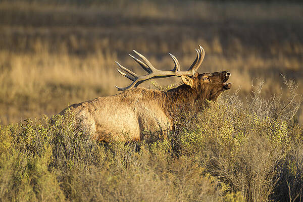 Bugling Bull by D Robert Franz Bugling Bull by D Robert Franz