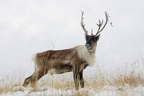 Bull Caribou Standing On Hilltop In Print by Mark Newman / Design Pics